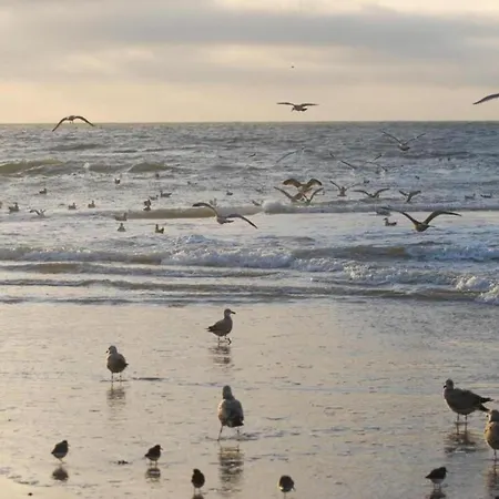 Sint Maartenszee Near Sandy *