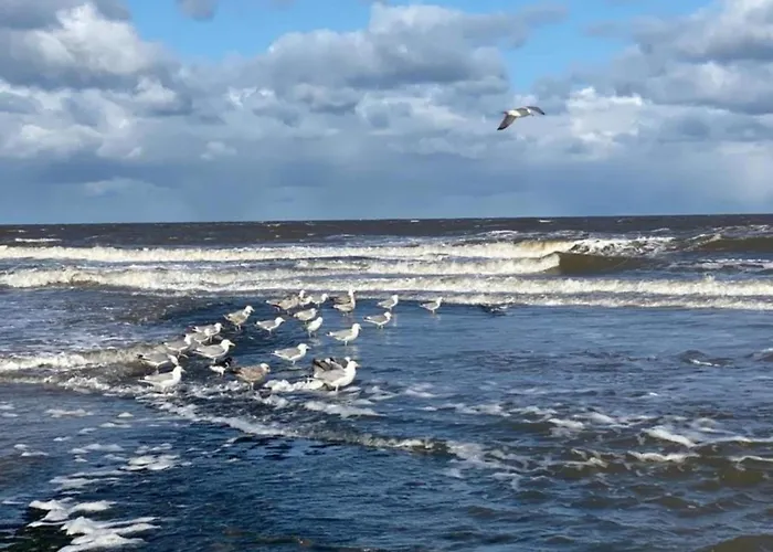 Sint Maartenszee Near Sandy *