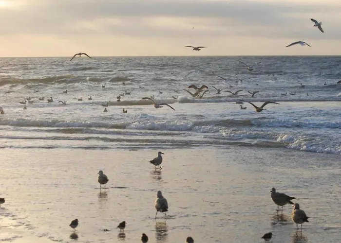 Sint Maartenszee Near Sandy *